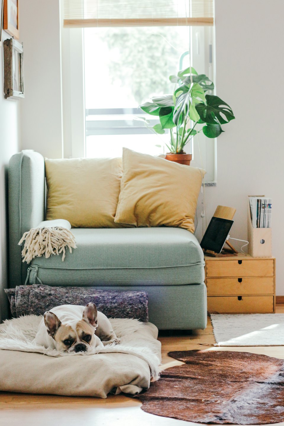 Cream French Bulldog sleeping on a soft dog bed.