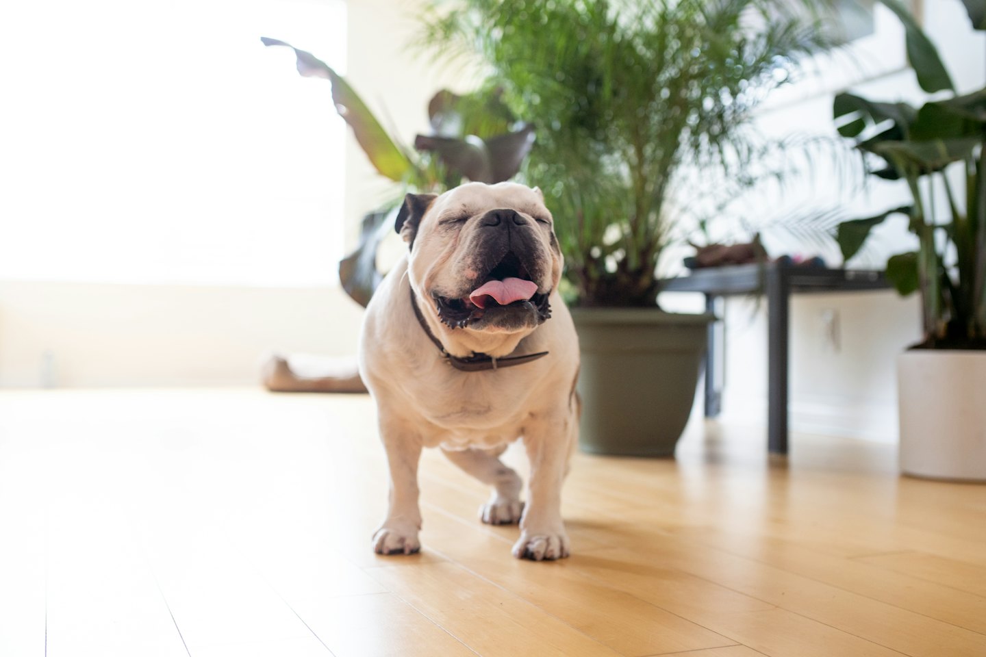 A white and brown bulldog stands contentedly on a wooden floor.